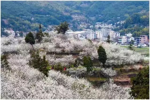 清江村最新新闻动态报道